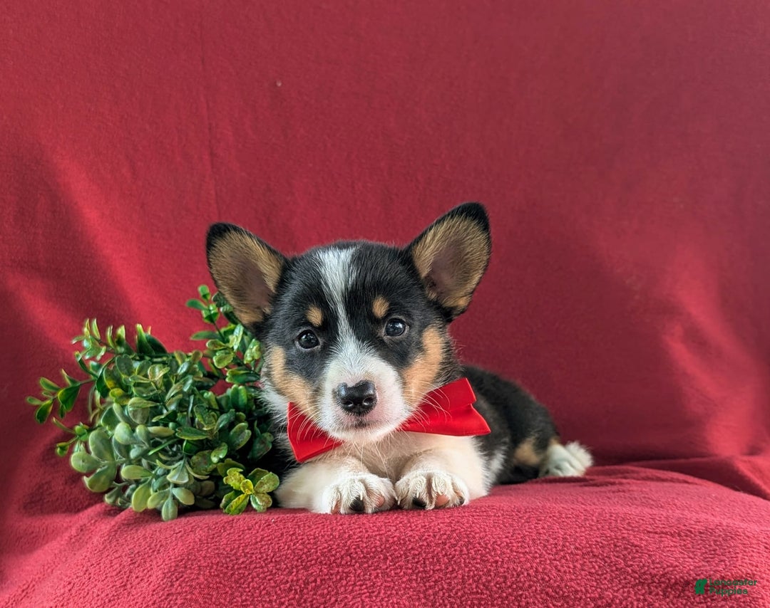 Welsh Corgi Pembroke dogs for sale: Kendrik - Image 5