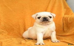 Pug dogs for sale: Pug 6 puppies - Image 4