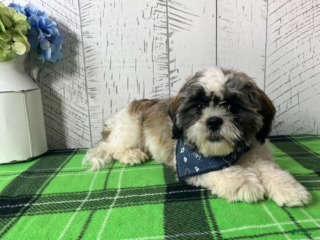 Shih Tzu dogs for sale: Simba - Image 1