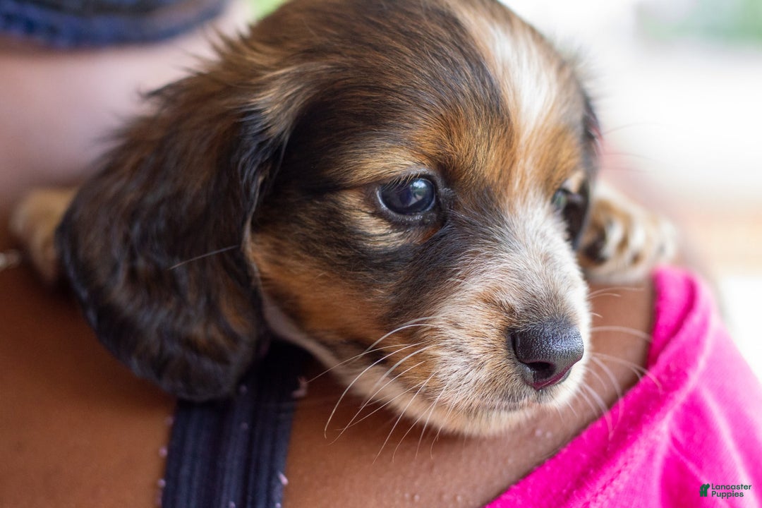 Miniature Dachshund dogs for sale: Bear - Image 10