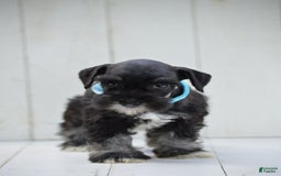 Miniature Schnauzer dogs for sale: Terrance - Image 1