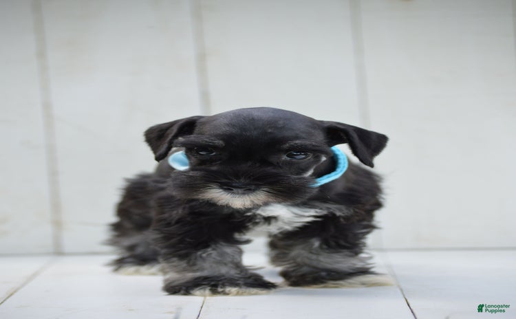 Miniature Schnauzer dogs for sale - Ad 2