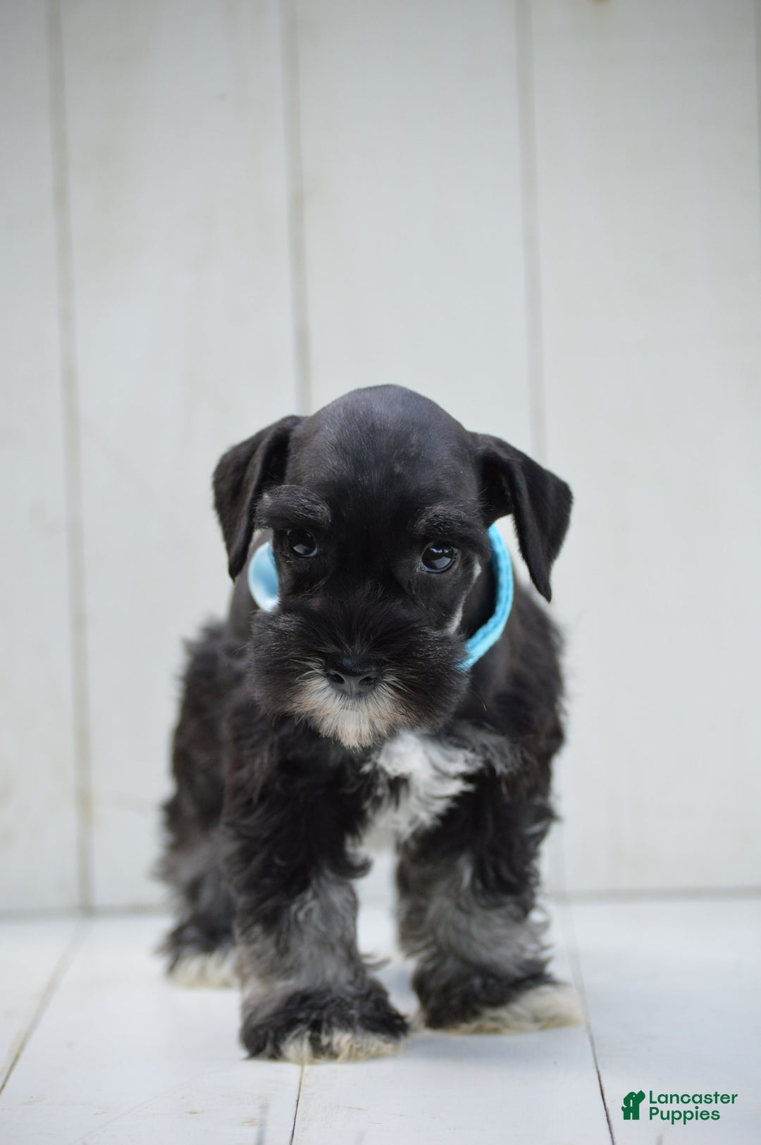 Miniature Schnauzer dogs for sale: Terrance - Image 1