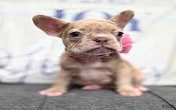 French Bulldog dogs for sale: Barbee - Image 2