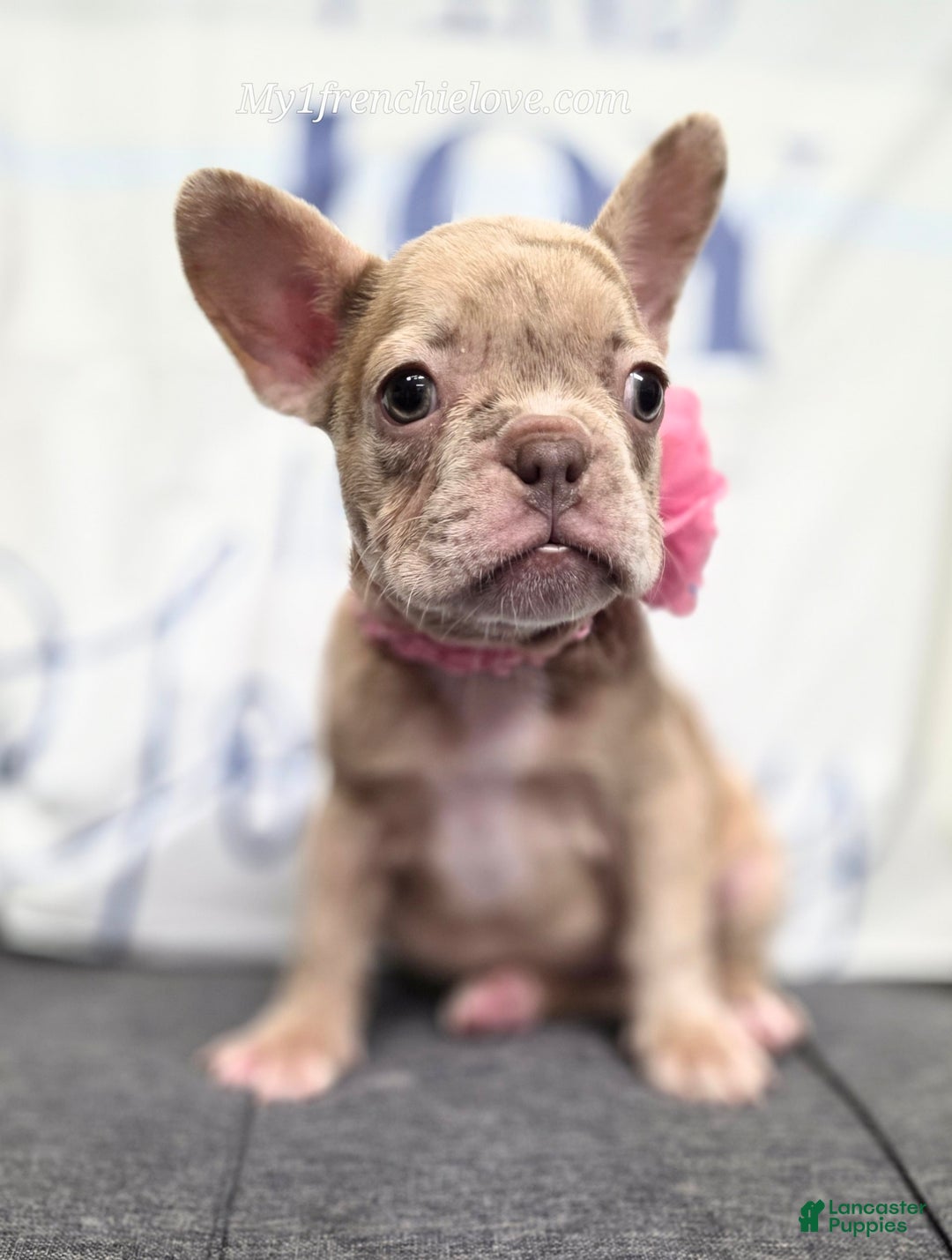 French Bulldog dogs for sale: Barbee - Image 2