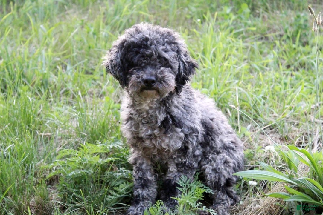 Bichpoo dogs for sale: Micky - Image 11