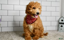 Mini Goldendoodle dogs for sale: Lucy - Image 2