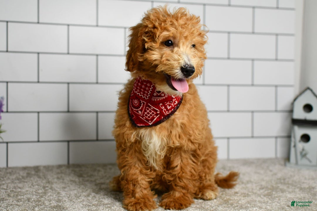 Mini Goldendoodle dogs for sale: Lucy - Image 2