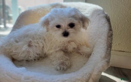 Maltese dogs for sale: Papaya - Image 2