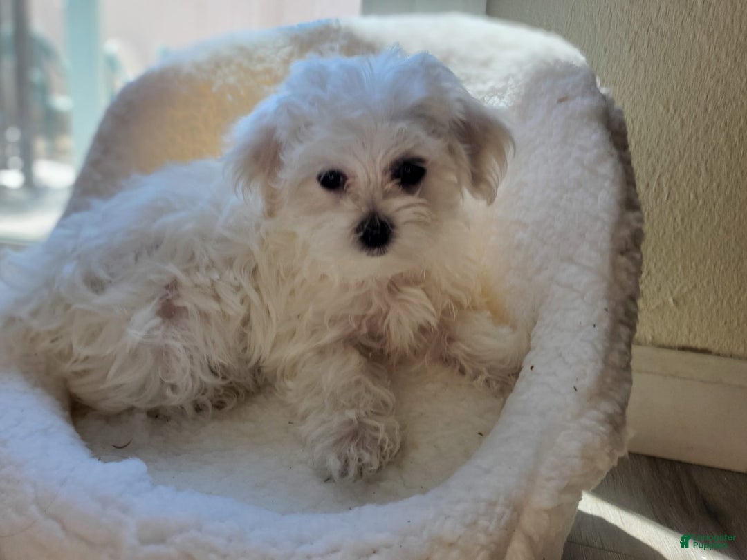 Maltese dogs for sale: Papaya - Image 2