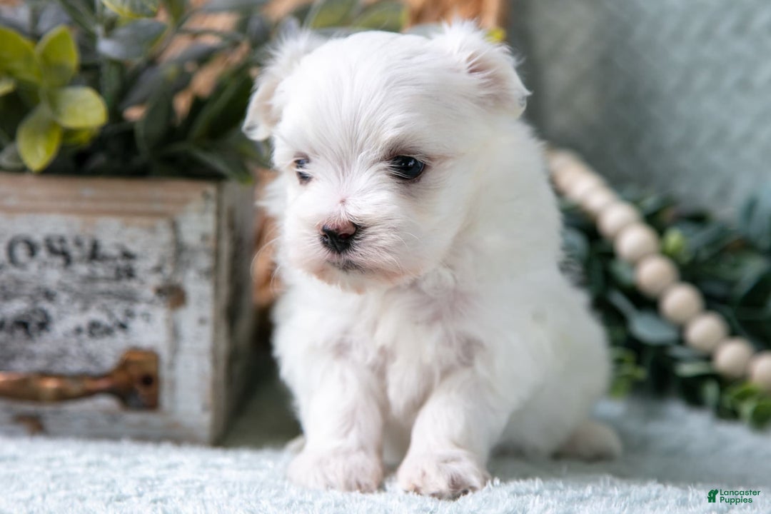 Maltese dogs for sale: Percy - Image 4