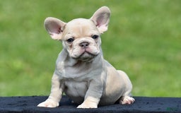 French Bulldog dogs for sale: Timmy - Image 2