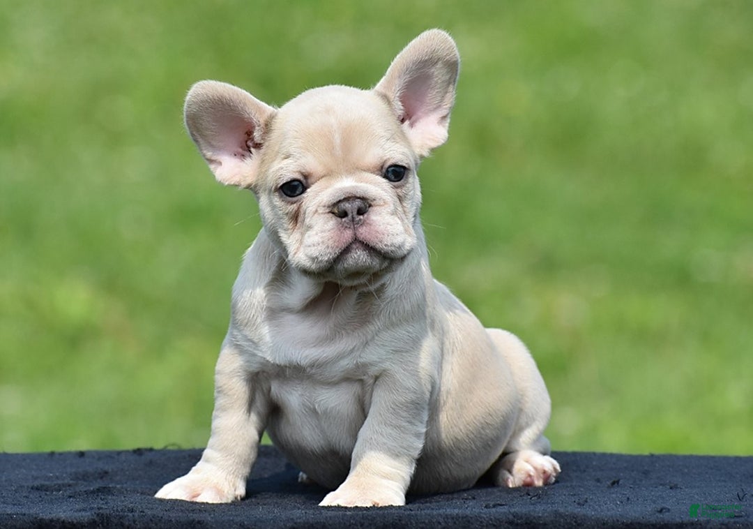 French Bulldog dogs for sale: Timmy - Image 2
