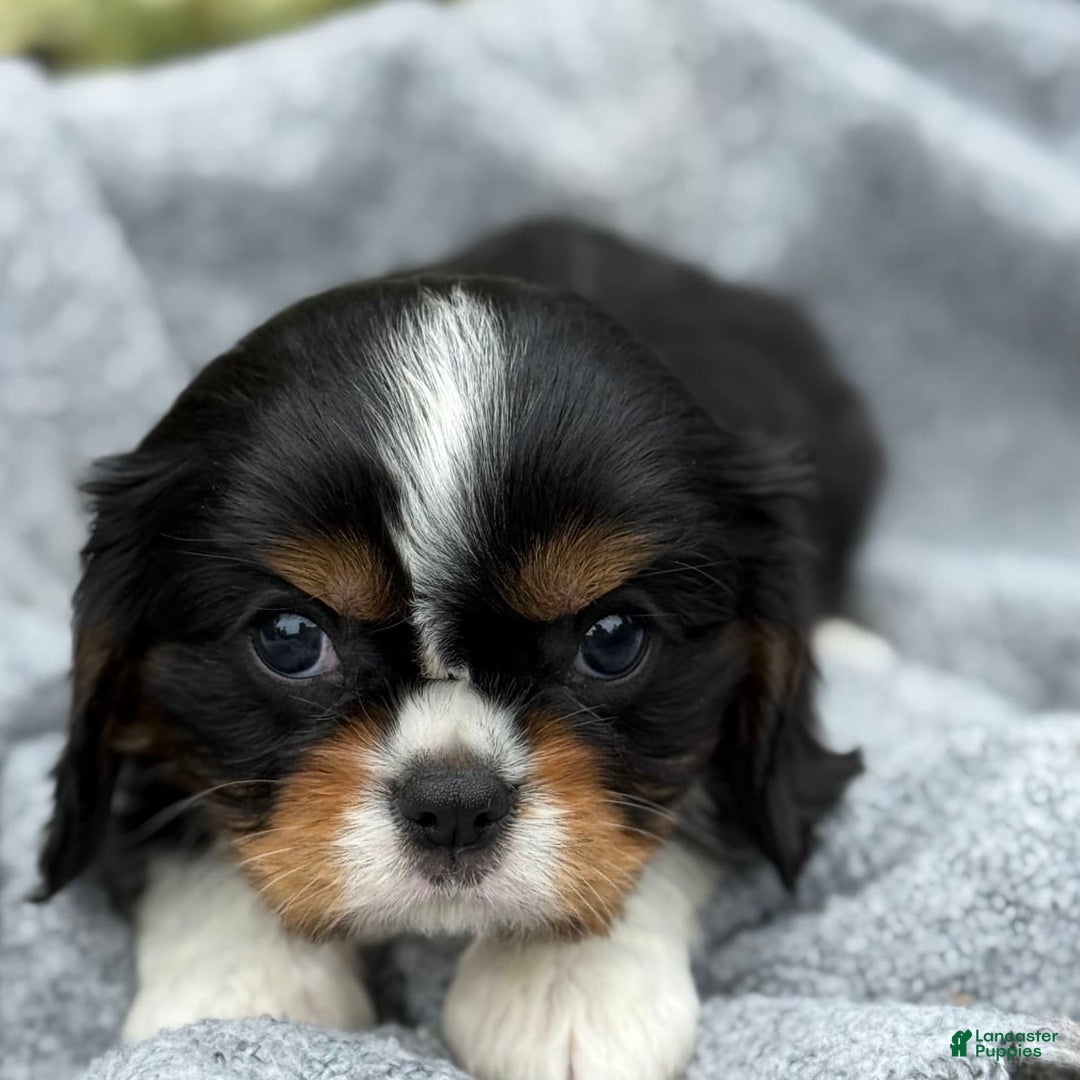 Cavalier King Charles Spaniel dogs for sale: Conny - Image 6