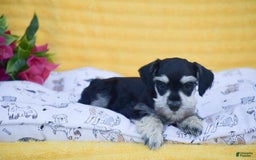 Miniature Schnauzer dogs for sale: Verna - Image 2