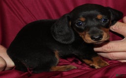 Miniature Dachshund dogs for sale: Lyla Male - Image 10