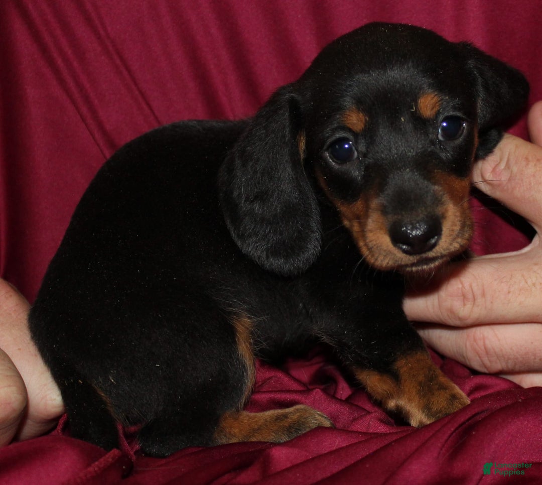 Miniature Dachshund dogs for sale: Lyla Male - Image 10
