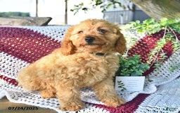 Cavapoo dogs for sale: Candy - Image 2
