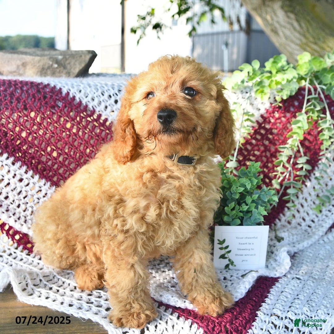 Cavapoo dogs for sale: Candy - Image 2