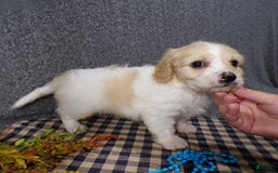 Cavachon dogs for sale: Jordan - Image 6