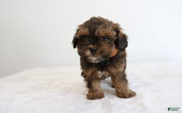 Shihpoo dogs for sale: Lukas - Image 2