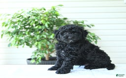 Cockapoo dogs for sale: Mike - Image 5