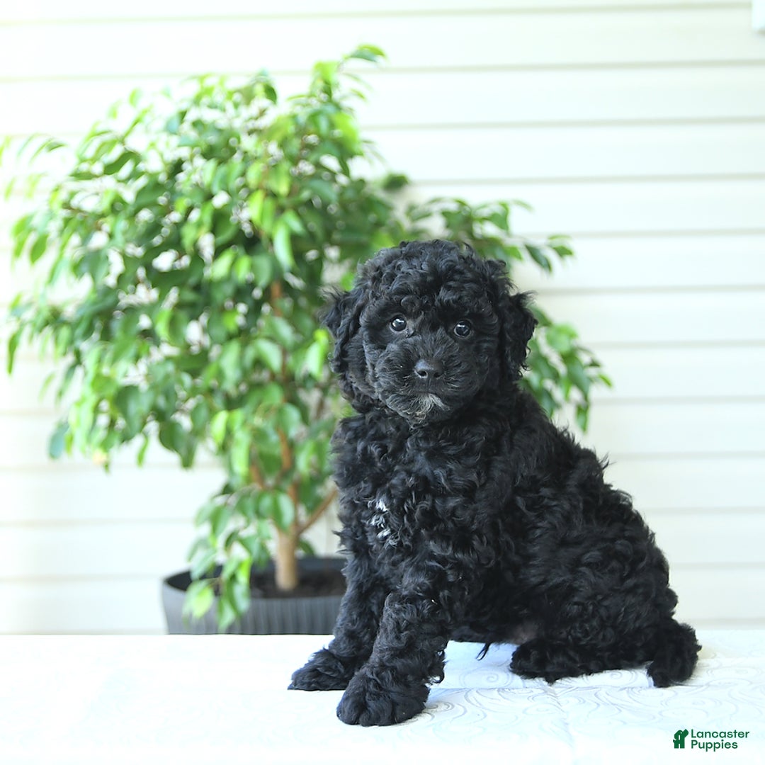 Cockapoo dogs for sale: Mike - Image 5