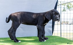 Great Dane dogs for sale: Krista - Image 15