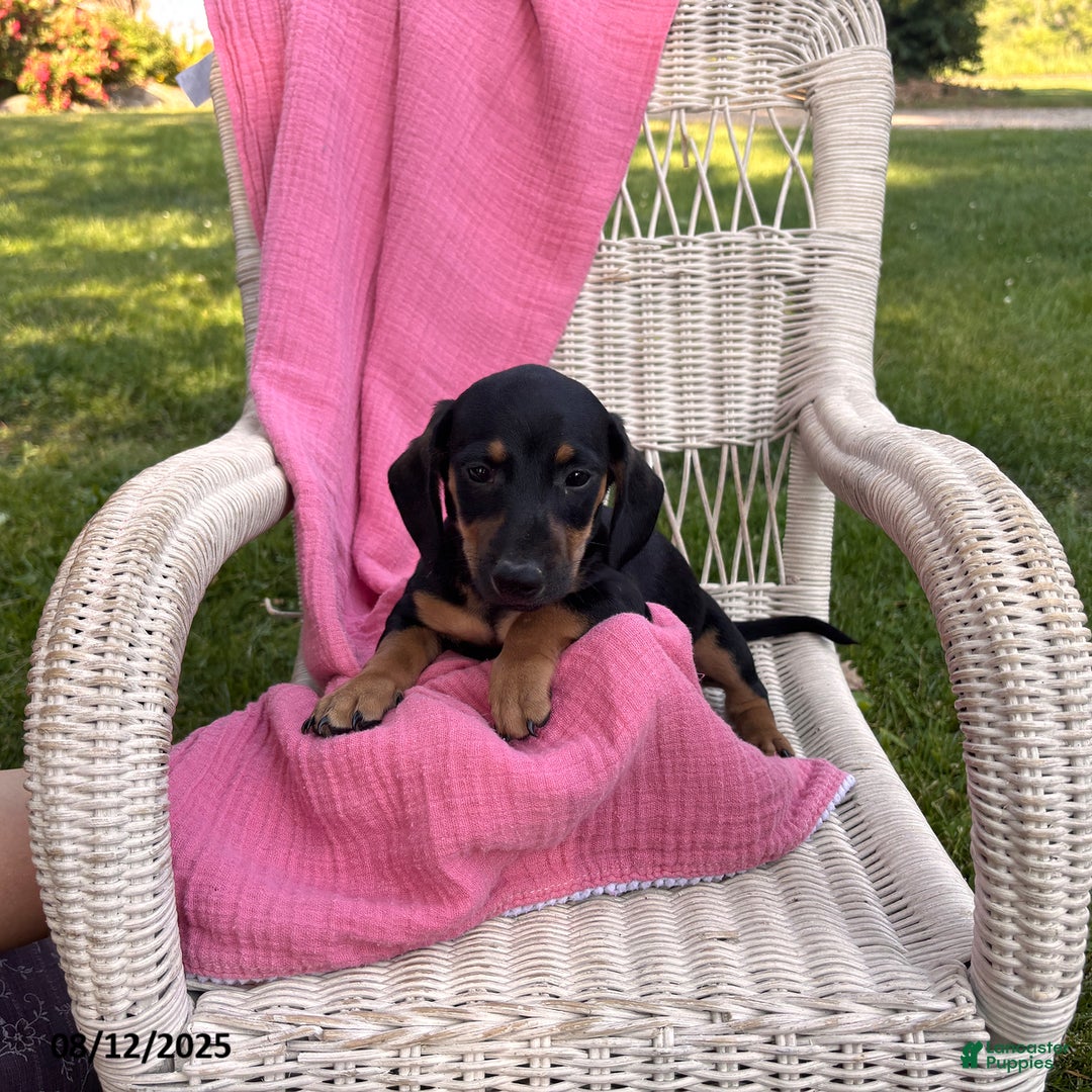 Miniature Dachshund dogs for sale: Matt - Image 6