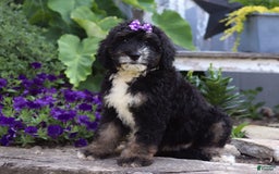 Bernedoodle dogs for sale: Charlotte - Image 3