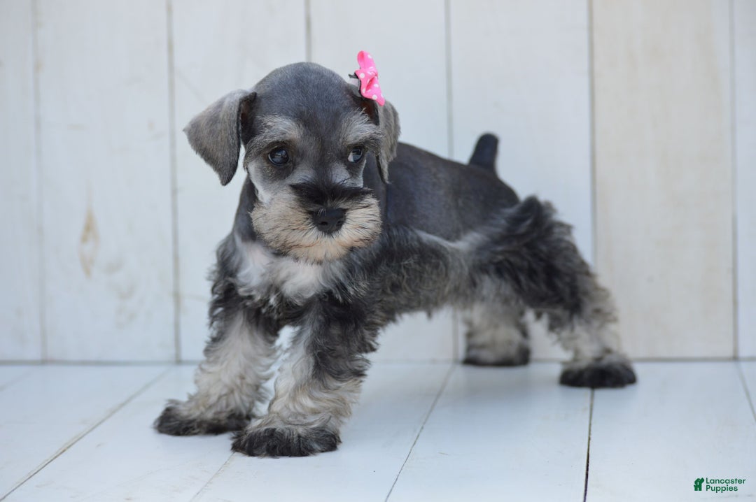 Miniature Schnauzer dogs for sale: Tanzy - Image 4