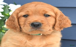 Miniature Golden Retriever dogs for sale: Kent - Image 5