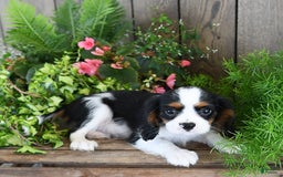 Cavalier King Charles Spaniel dogs for sale: Jack - Image 9