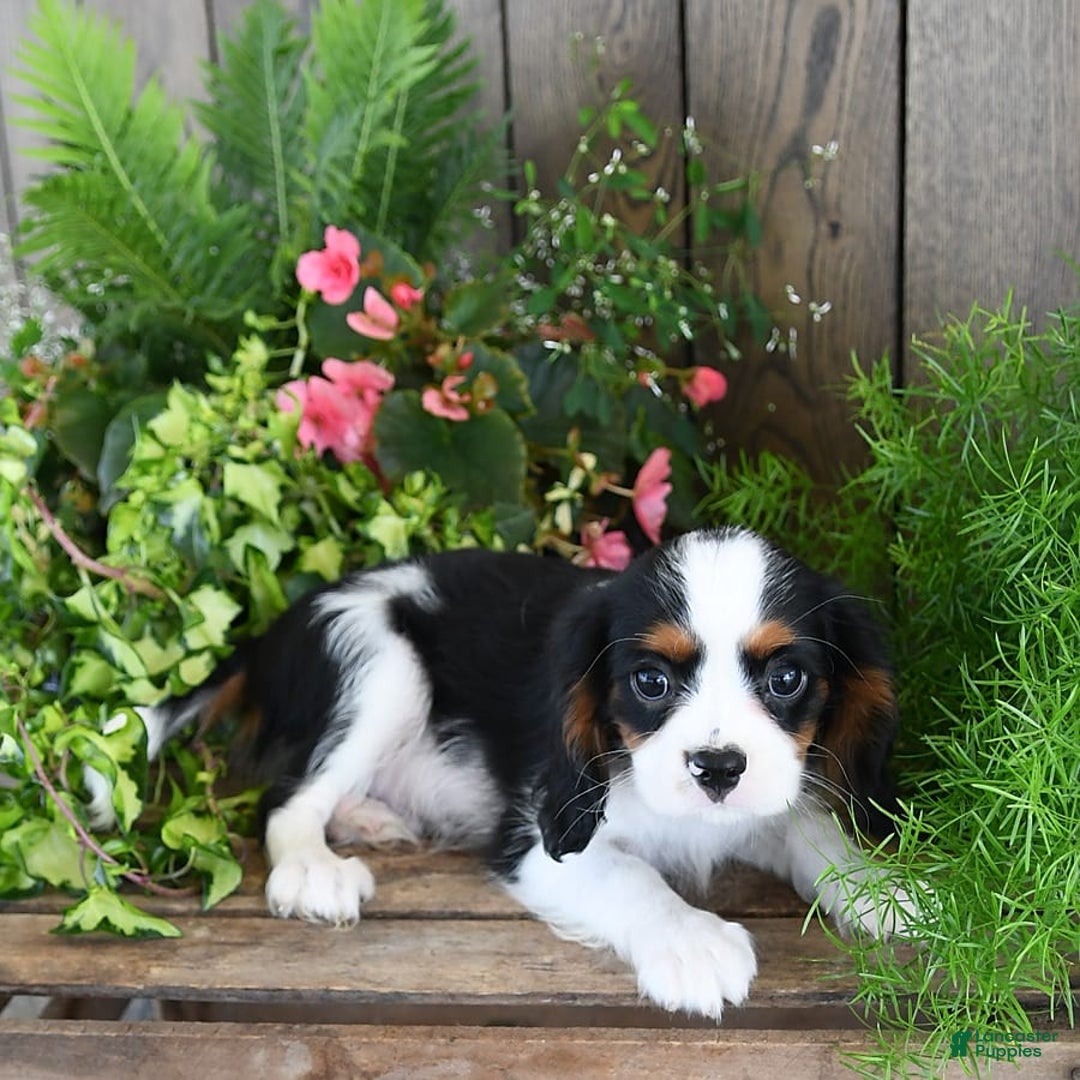 Cavalier King Charles Spaniel dogs for sale: Jack - Image 9
