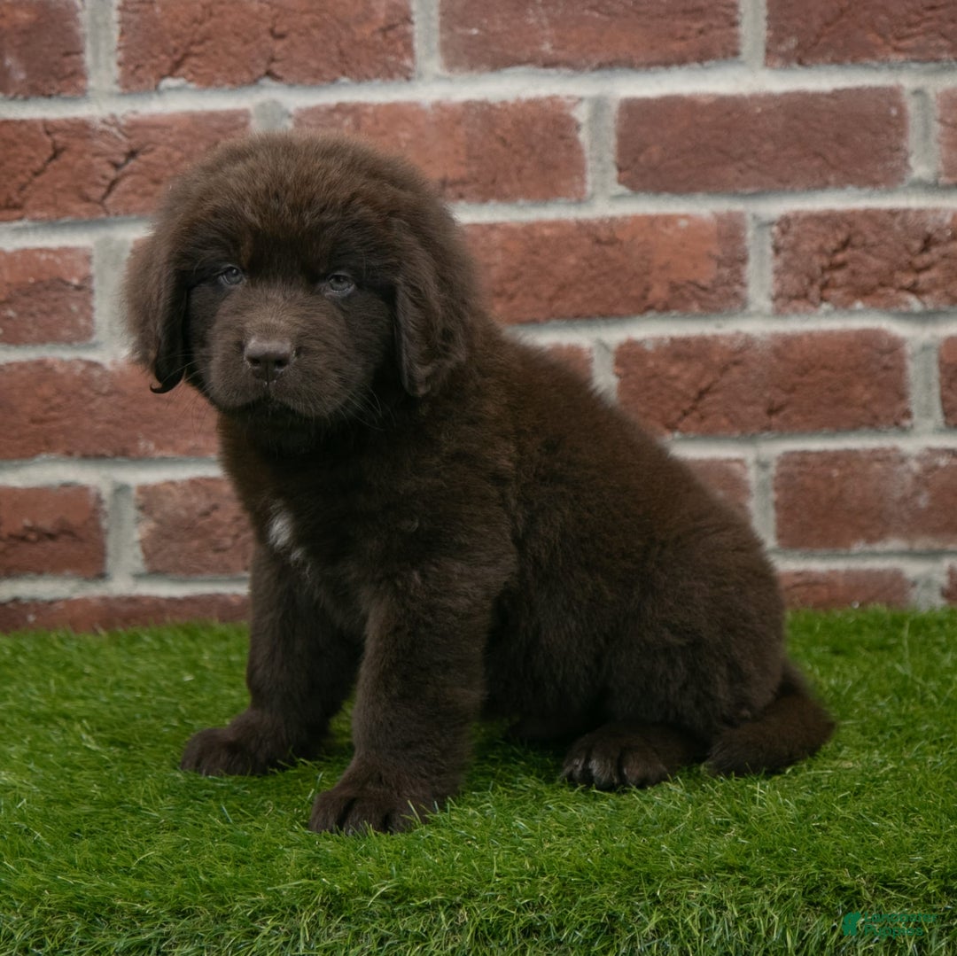 Newfoundland dogs for sale: Max - Image 4