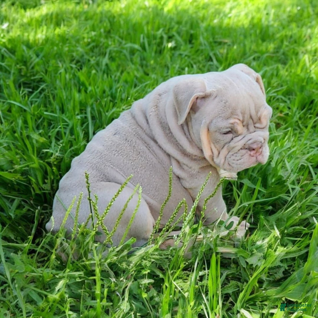 English Bulldog dogs for sale: Lyla - Image 16