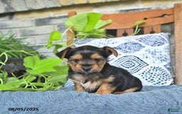 Yorkshire Terrier dogs for sale: Remi - Image 5