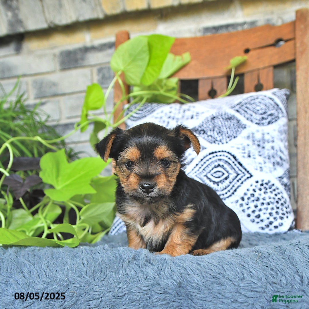 Yorkshire Terrier dogs for sale: Remi - Image 5