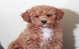 Mini Goldendoodle dogs for sale: Sasha - Image 4