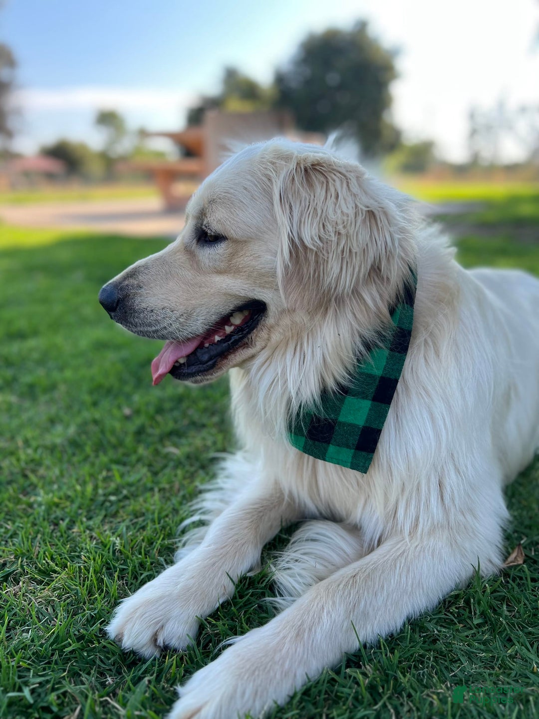 Golden Retriever dogs for sale: Marley - Image 8