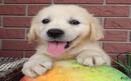 Golden Retriever dogs for sale: Golden Retriever 5 puppies - Image 1