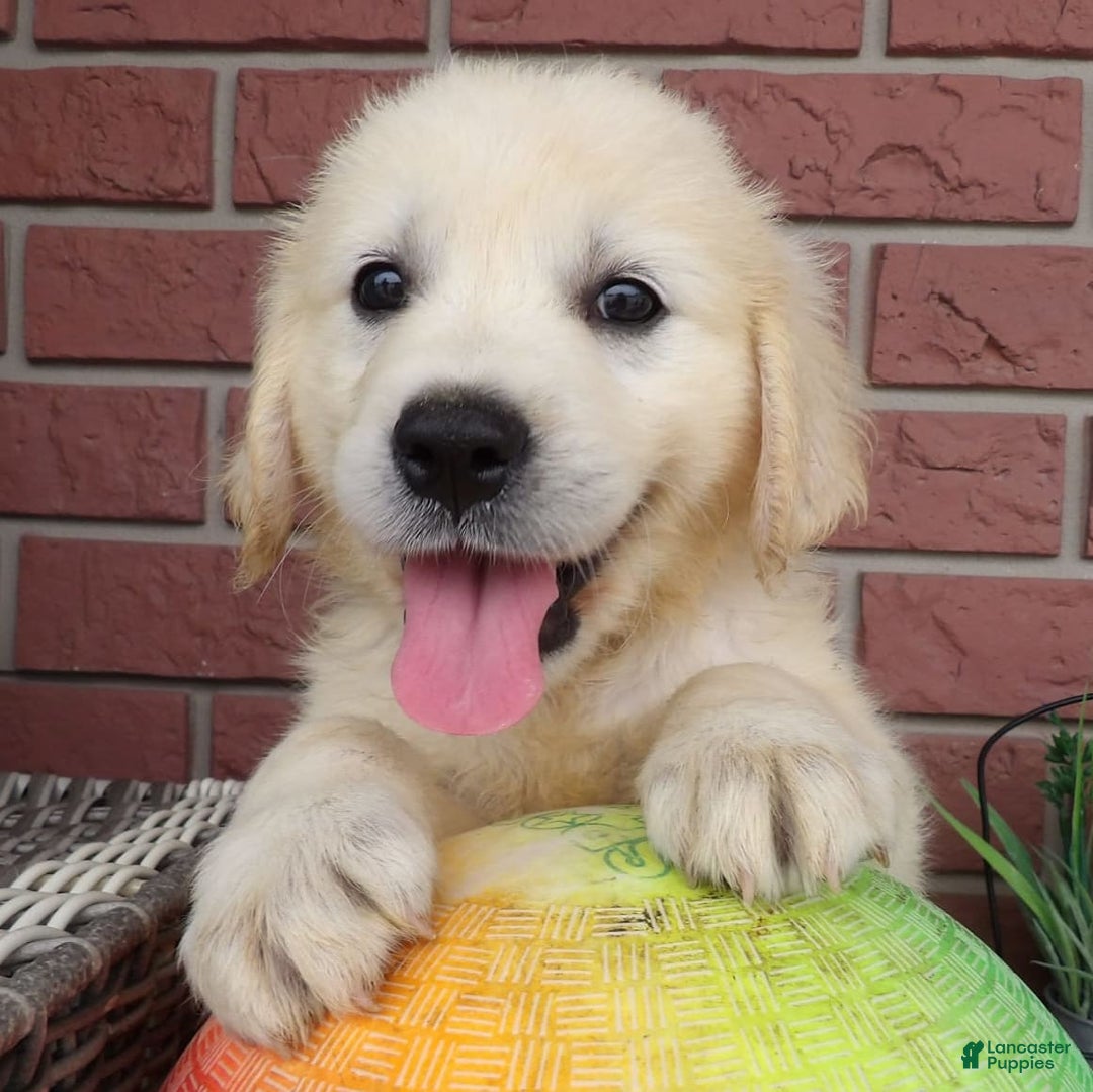 Golden Retriever dogs for sale: Golden Retriever 5 puppies - Image 1