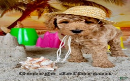 Standard Poodle dogs for sale: George Jefferson - Image 11