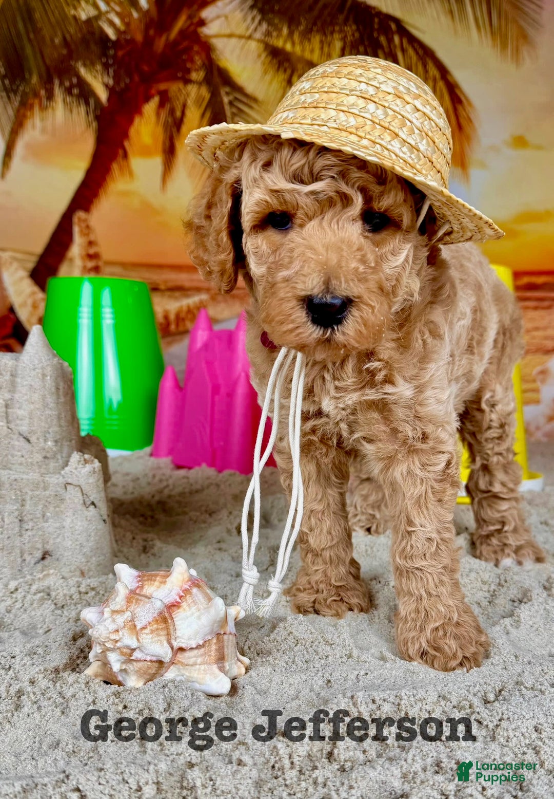 Standard Poodle dogs for sale: George Jefferson - Image 11
