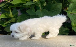 Coton De Tulear dogs for sale: Pearl - Image 24