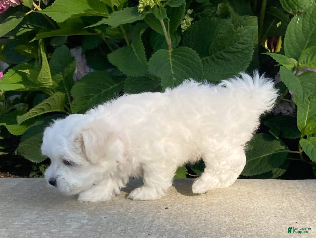 Coton De Tulear dogs for sale: Pearl - Image 24
