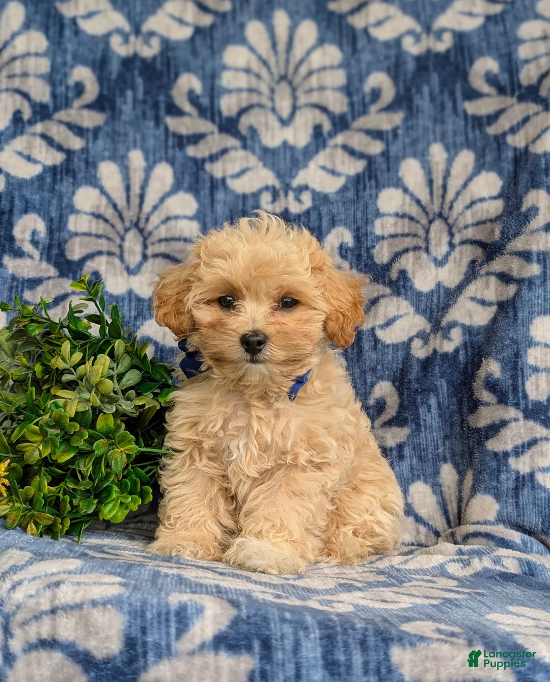 Maltipoo dogs for sale: Eli Toy Size - Image 7