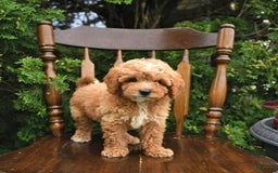 Miniature Poodle dogs for sale: Franklin - Image 3