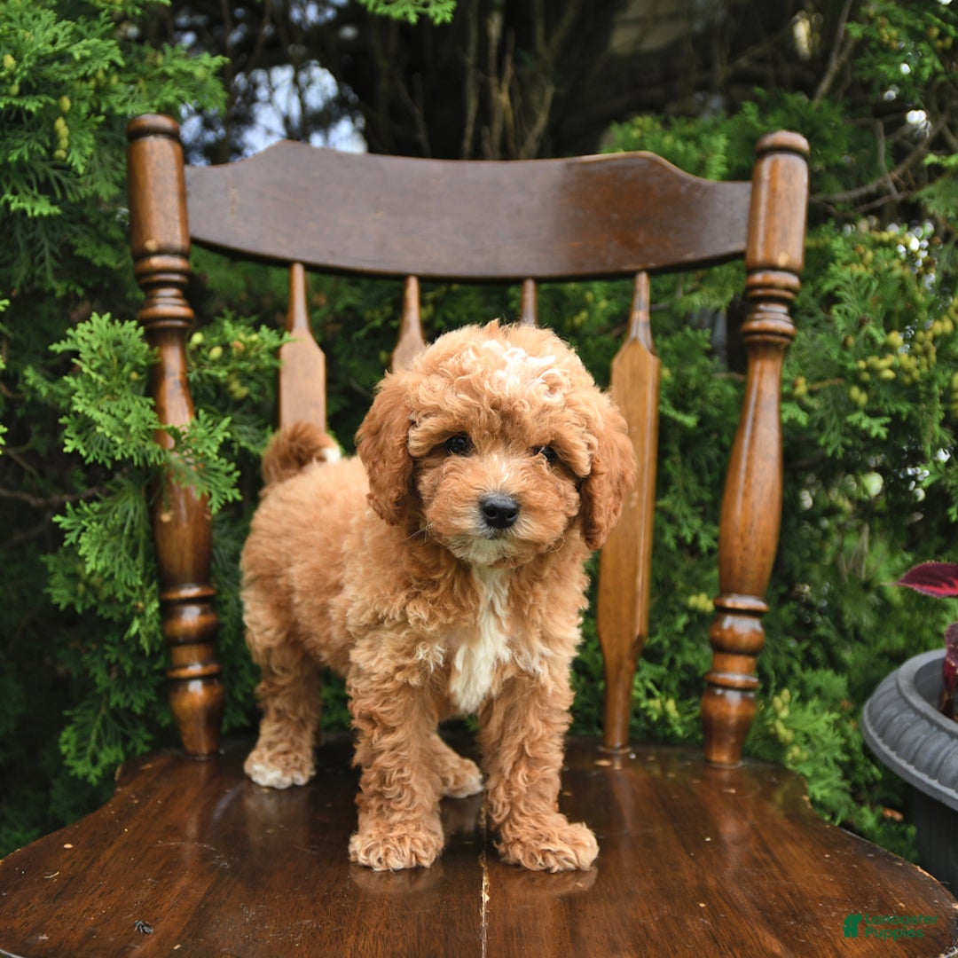 Miniature Poodle dogs for sale: Franklin - Image 3