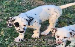Dalmatian dogs for sale: Belles Black Lua Boy - Image 9